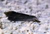 Schrankia costaestrigalis